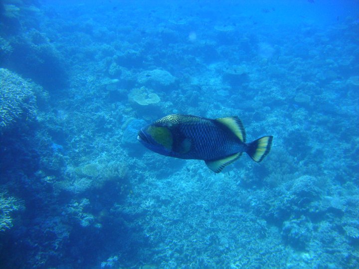 Great Barrier Reef Scuba Diving Australia 2
